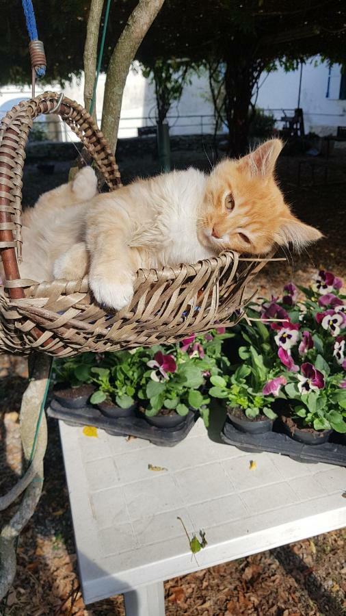 B&B Il Gatto Nero Castelveccana Eksteriør bilde